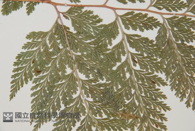 海州骨碎補藏品圖，第4張