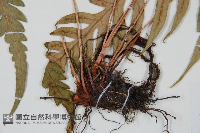臺灣狗脊蕨藏品圖，第3張