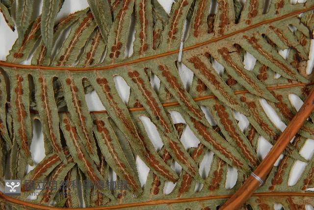 生芽狗脊蕨、頂芽狗脊蕨藏品圖，第4張