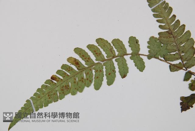 Accession Number:P009379 Collection Image, Figure 4, Total 6 Figures