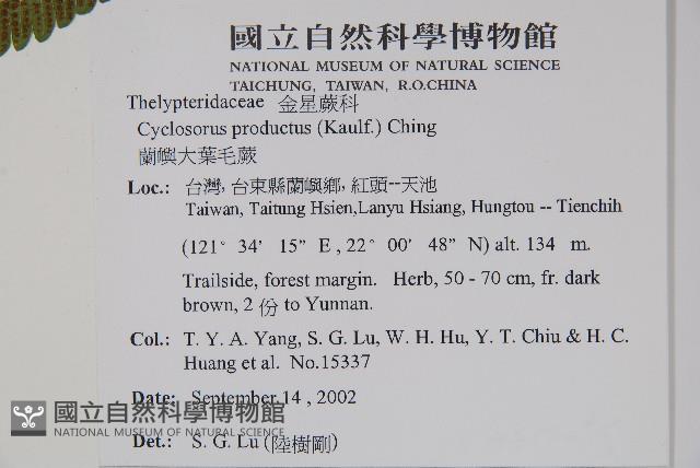 蘭嶼大葉毛蕨藏品圖，第4張