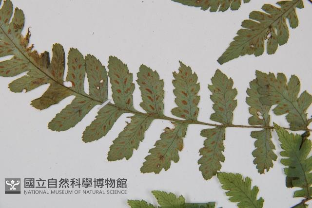 假蹄蓋蕨、東洋蹄蓋蕨藏品圖，第4張