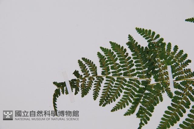 Accession Number:P011989 Collection Image, Figure 4, Total 4 Figures