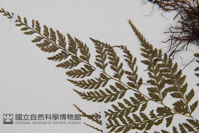 三回蹄蓋蕨藏品圖，第4張