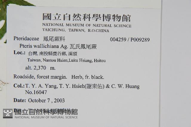 瓦氏鳳尾蕨藏品圖，第4張