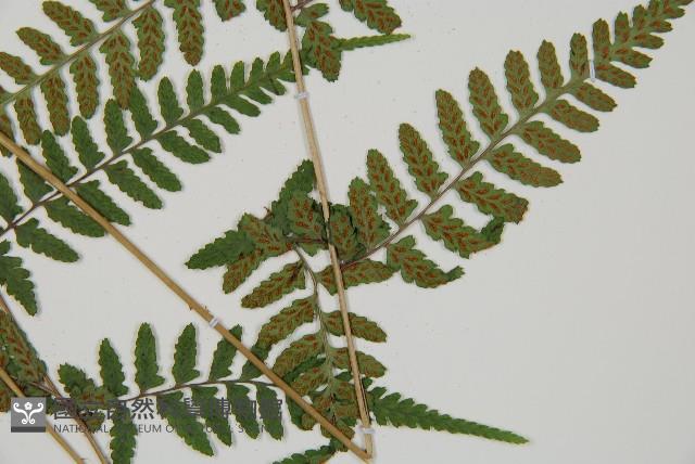 阿里山蹄蓋蕨藏品圖，第4張