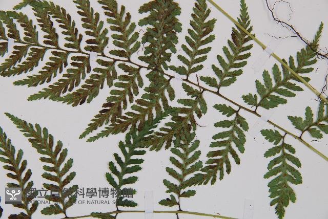 蓬萊蹄蓋蕨藏品圖，第4張