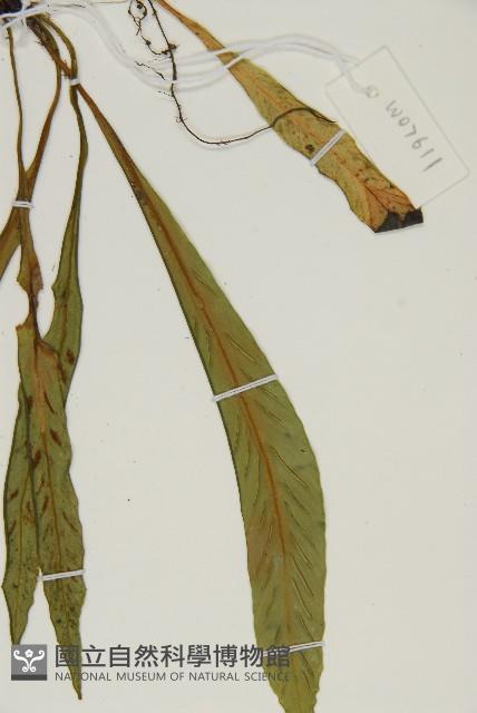 劍葉鐵角蕨、箭葉鐵角蕨藏品圖，第4張