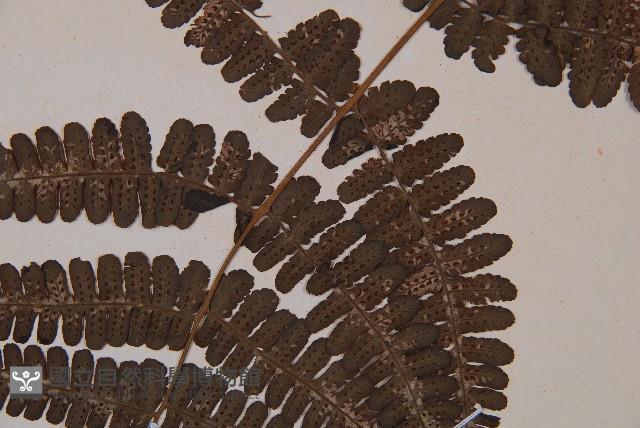 黑葉貞蕨藏品圖，第4張