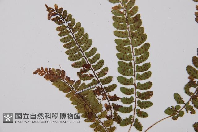 紅苞蹄蓋蕨藏品圖，第4張