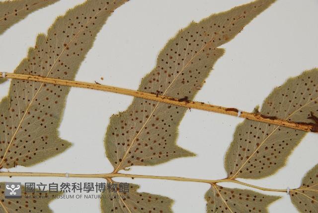 細齒貫眾蕨藏品圖，第4張