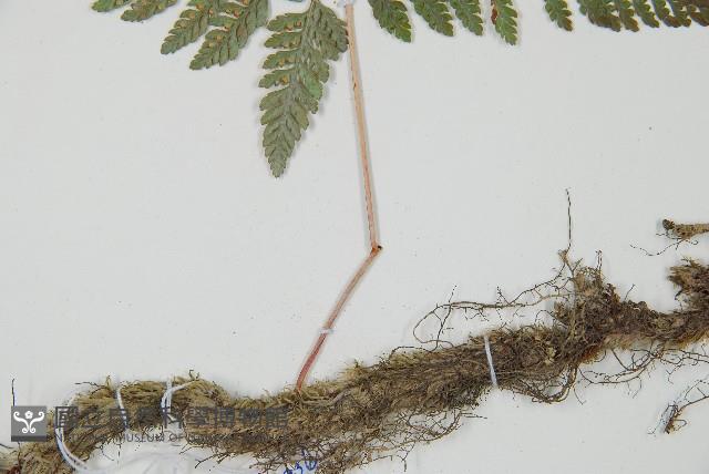 杯狀蓋陰石蕨藏品圖，第4張