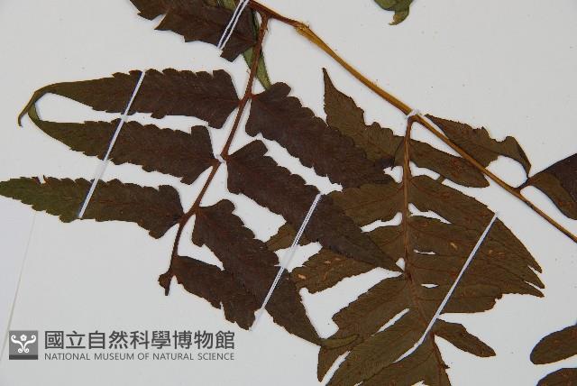 臺灣雙蓋蕨藏品圖，第4張