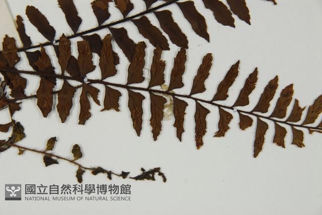 毛軸鐵角蕨藏品圖，第4張