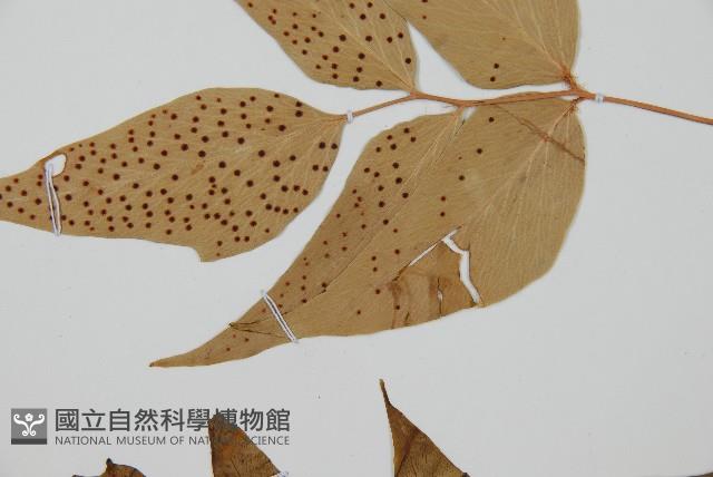 披針貫眾蕨藏品圖，第4張