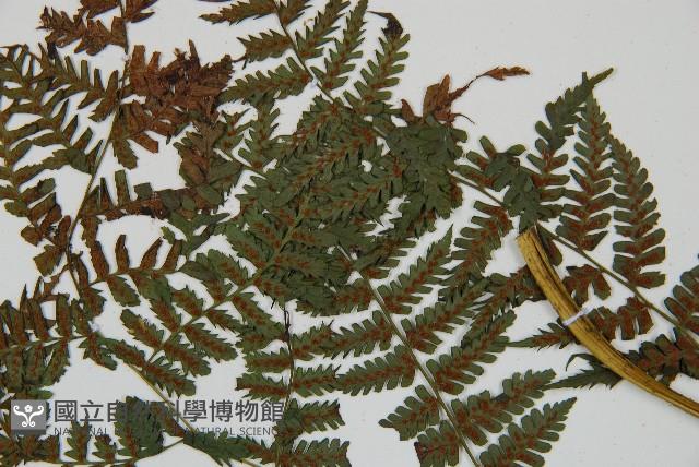 川上氏雙蓋蕨藏品圖，第7張