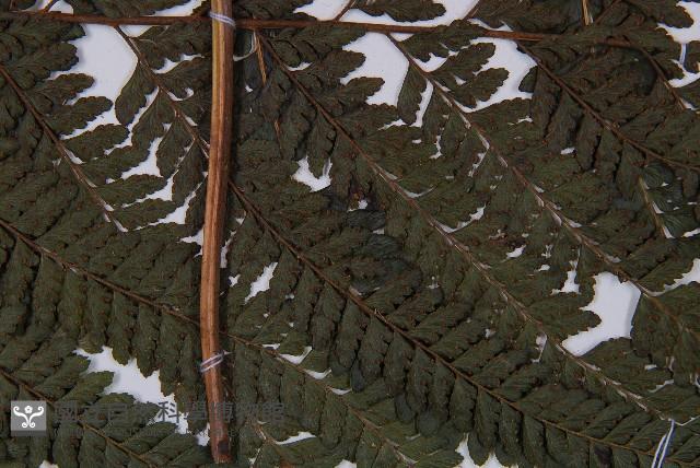 粗毛鱗蓋蕨藏品圖，第4張