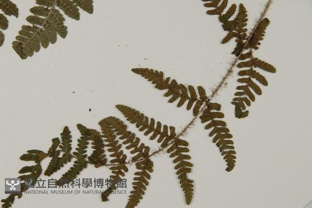 愛德氏肋毛蕨藏品圖，第4張