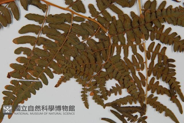 蕨藏品圖，第4張