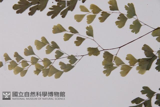 鐵線蕨藏品圖，第4張