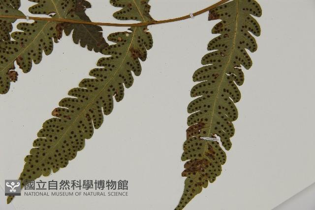 排灣三叉蕨藏品圖，第4張