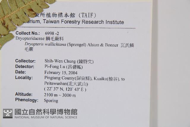 瓦氏鱗毛蕨藏品圖，第4張