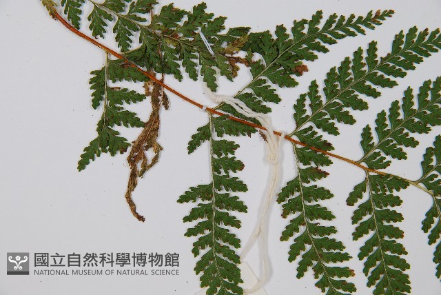 碗蕨藏品圖，第4張