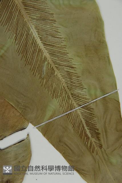 南洋山蘇花藏品圖，第6張