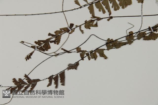 鞭葉鐵線蕨藏品圖，第4張