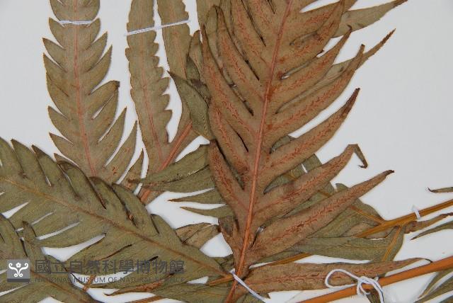 登錄號:P009058藏品圖，第4張