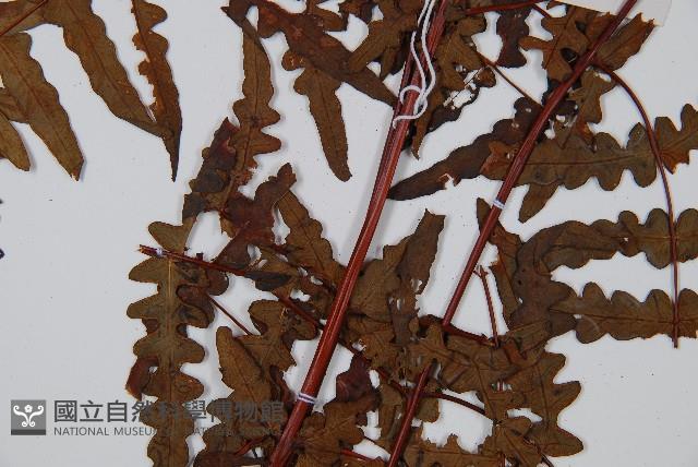 栗蕨藏品圖，第4張