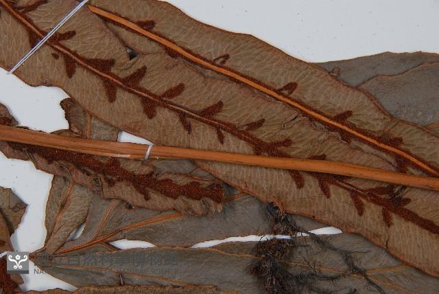 崇澍蕨藏品圖，第7張