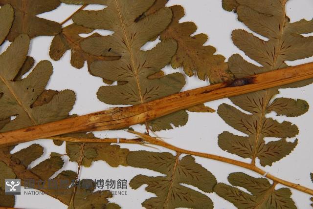 擬德氏雙蓋蕨藏品圖，第4張