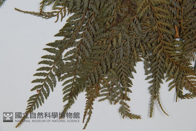 司氏碗蕨藏品圖，第4張