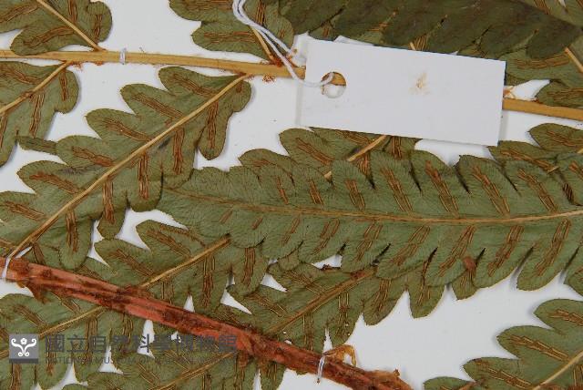 日本狗脊蕨藏品圖，第4張