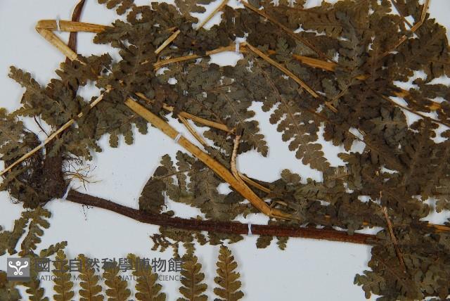 碗蕨藏品圖，第4張