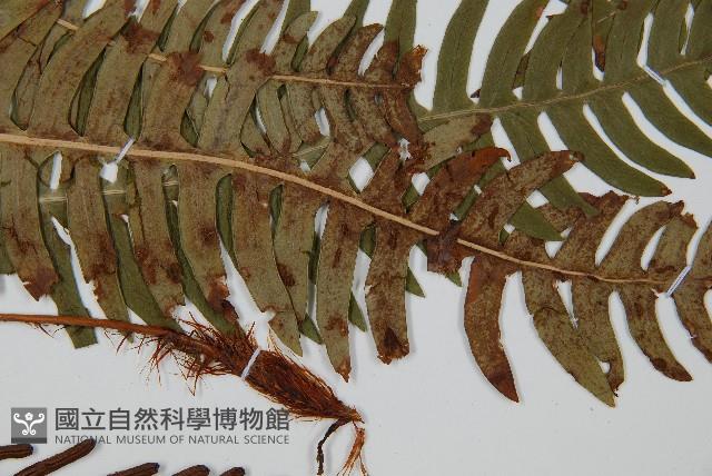 Accession Number:P009558 Collection Image, Figure 4, Total 5 Figures