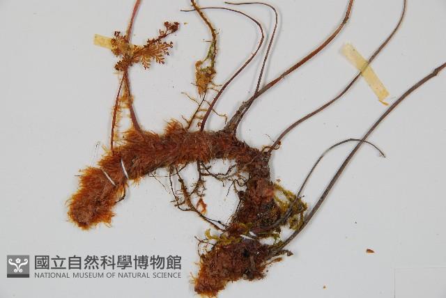 台灣小膜蓋蕨藏品圖，第3張