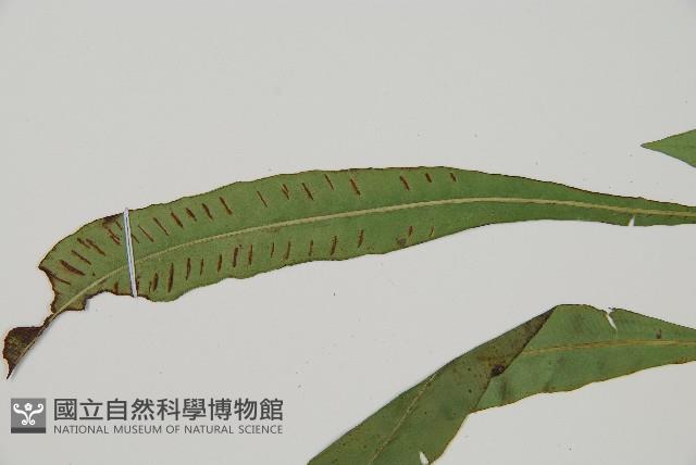 單葉雙蓋蕨藏品圖，第4張