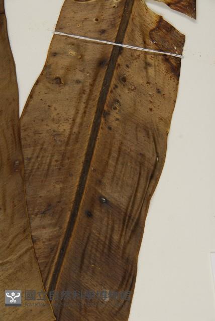 臺灣山蘇花藏品圖，第4張