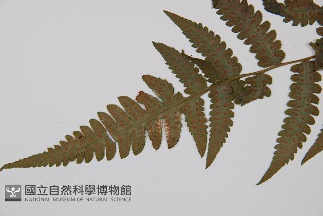 假蹄蓋蕨藏品圖，第4張