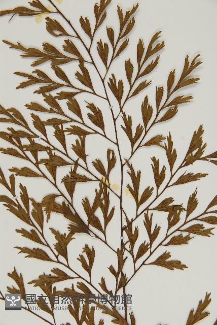 大黑柄鐵角蕨、黃鱗鐵角蕨、大羽鐵角蕨藏品圖，第4張