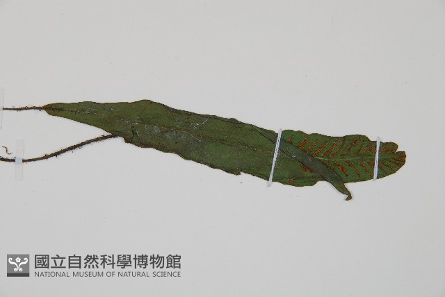 狹基巢蕨藏品圖，第4張