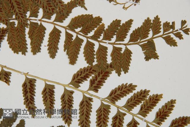 鈍齒鐵角蕨藏品圖，第4張