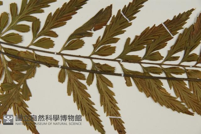 大蓬萊鐵角蕨藏品圖，第7張