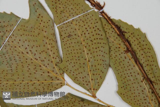 細齒貫眾蕨藏品圖，第4張