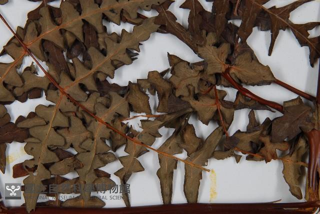 栗蕨藏品圖，第4張