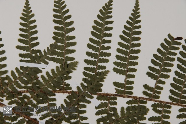 川上氏肋毛蕨藏品圖，第4張