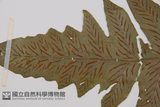 假腸蕨藏品圖，第4張