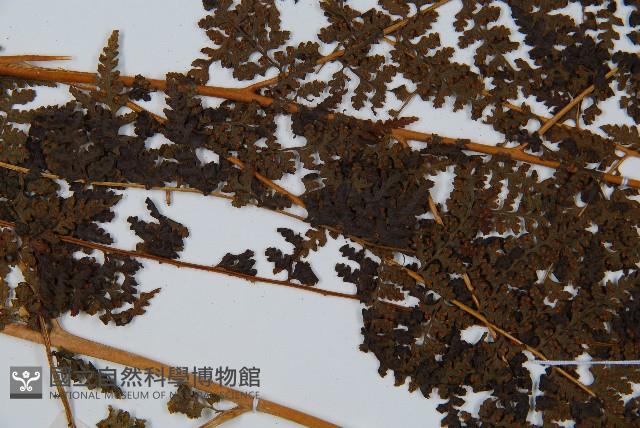 華南鱗蓋蕨藏品圖，第7張